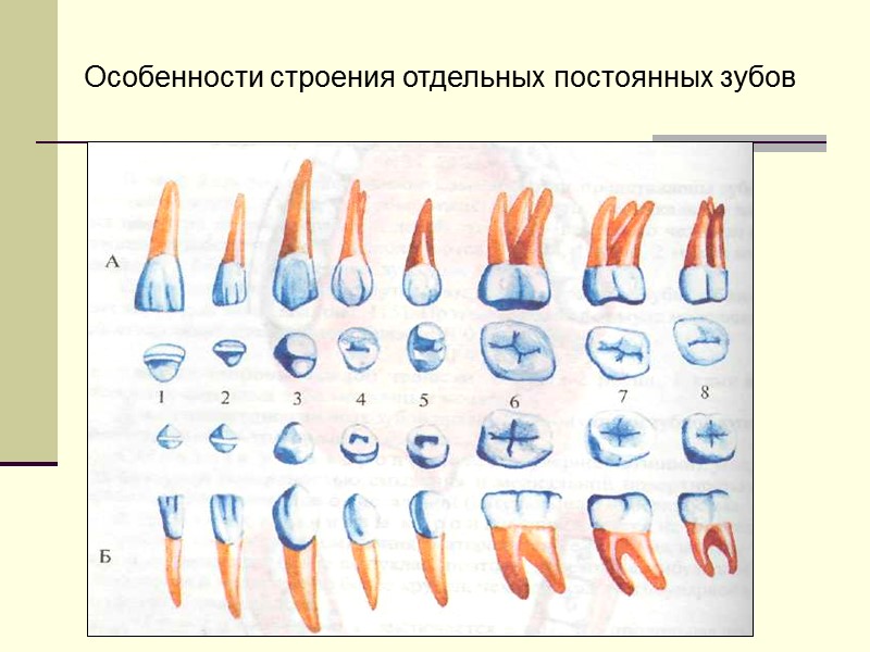 Особенности строения отдельных постоянных зубов
